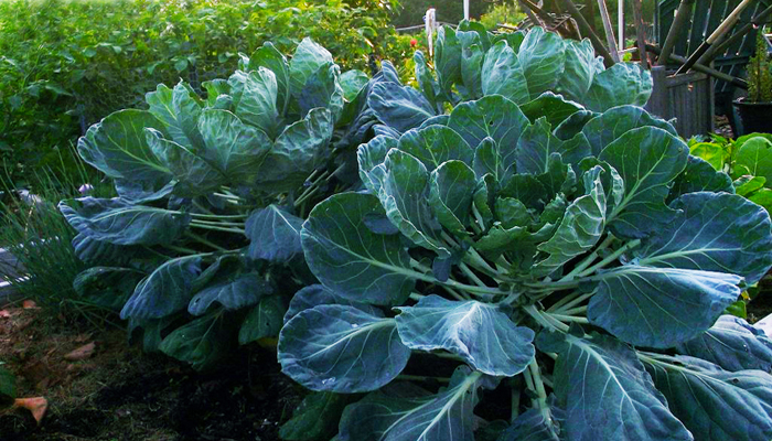Brussle Sprouts