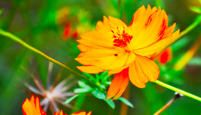Bright yellow and orange flower