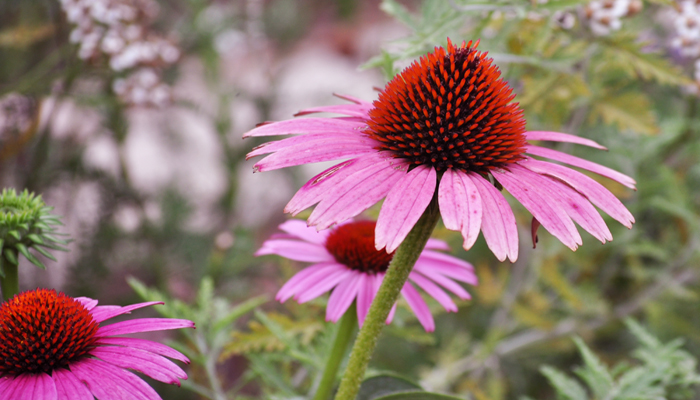 Purple flower with red center
