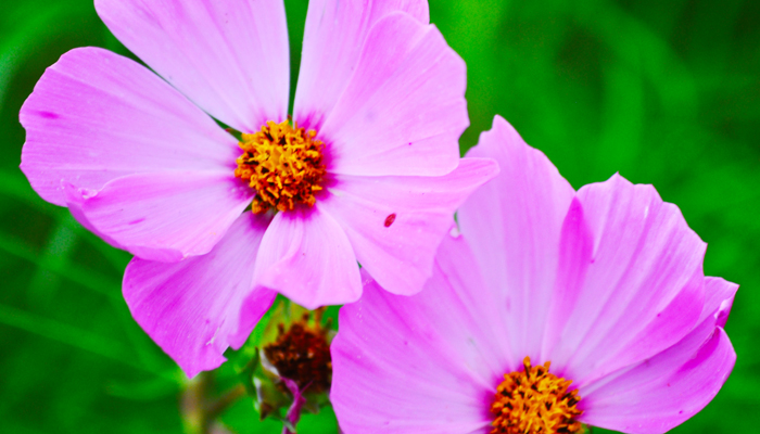 Bright purple flower
