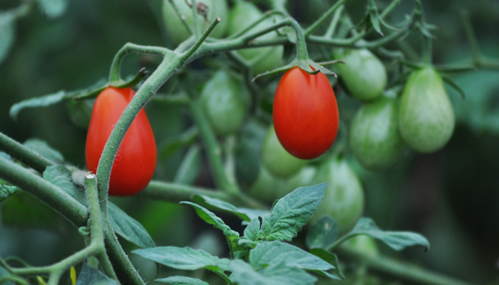 Grape Tomatoes