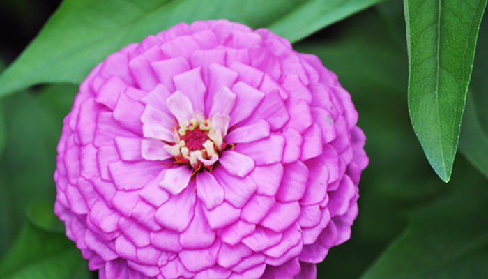 Purple flower