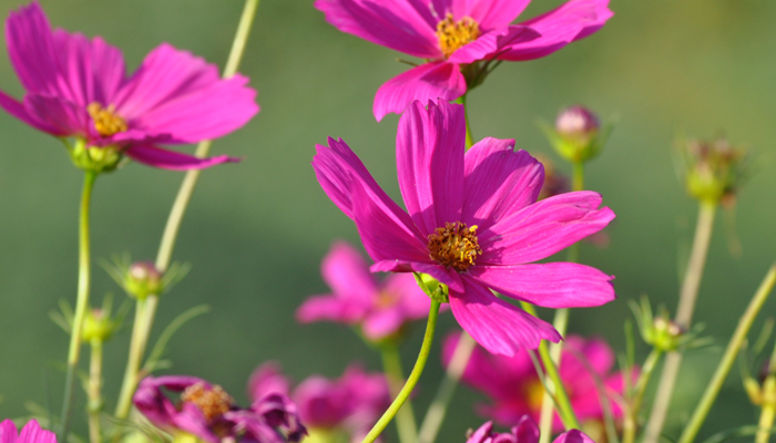 Purple flowers