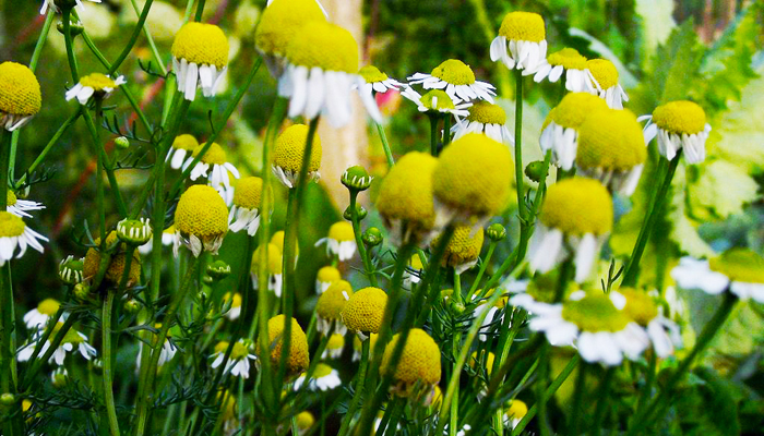 Daisies