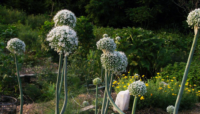 Onions