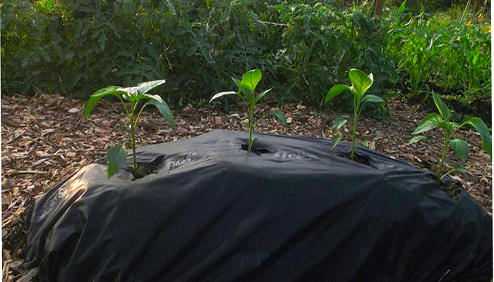 Small pepper plants