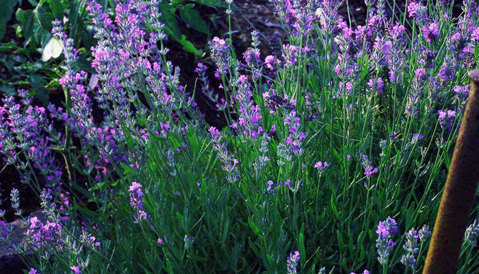 Purple meadow