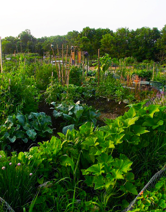 Very nice garden plots