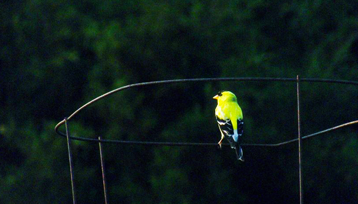 Yellow finch