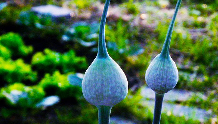 Poppies