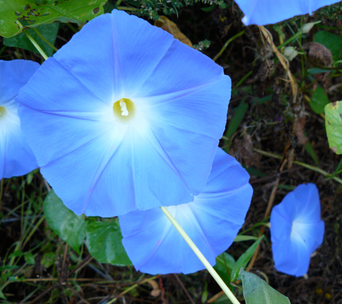IMAGE: Photo of beautiful blue morning glories
