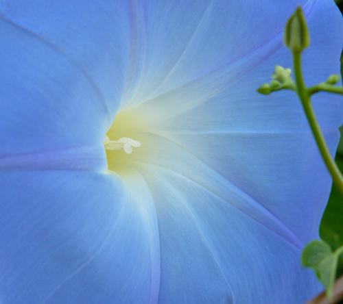 IMAGE: Close up of a blue morning glory center slightly to the side