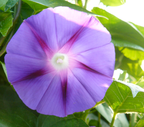 IMAGE: photo of a purple morning glory