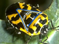 Harlequin Beetle